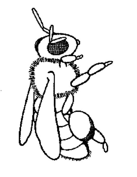 Жалящие насекомые раскраска