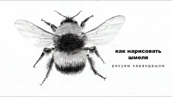 Мохнатый Шмель рисунок