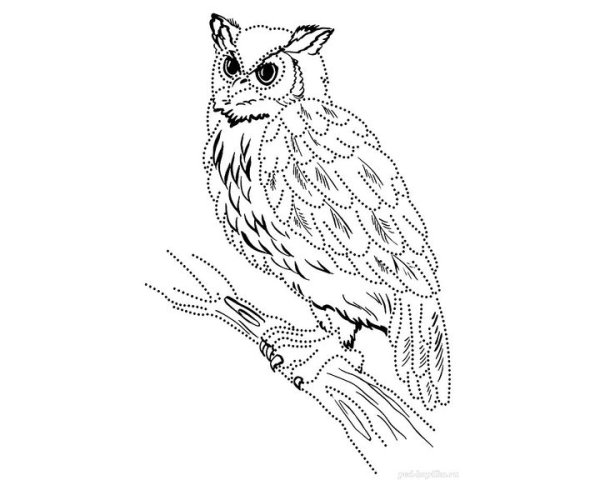 Сова контур