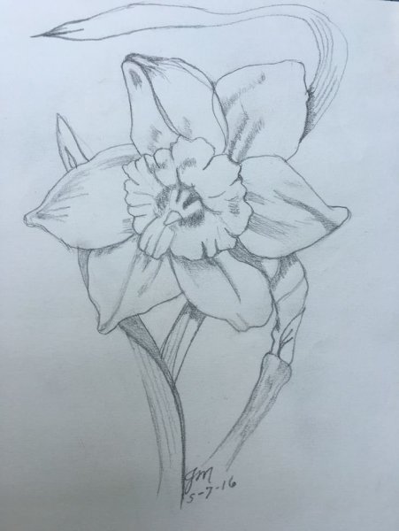 Нарцисс карандашом