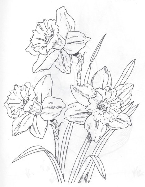 Рисуем нарциссы поэтапно