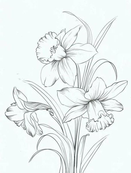 Рисунки цветов для срисовки