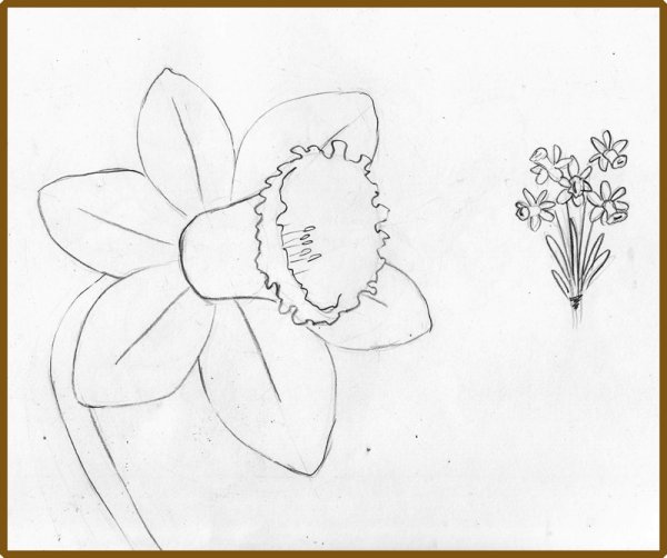 Нарцисс карандашом