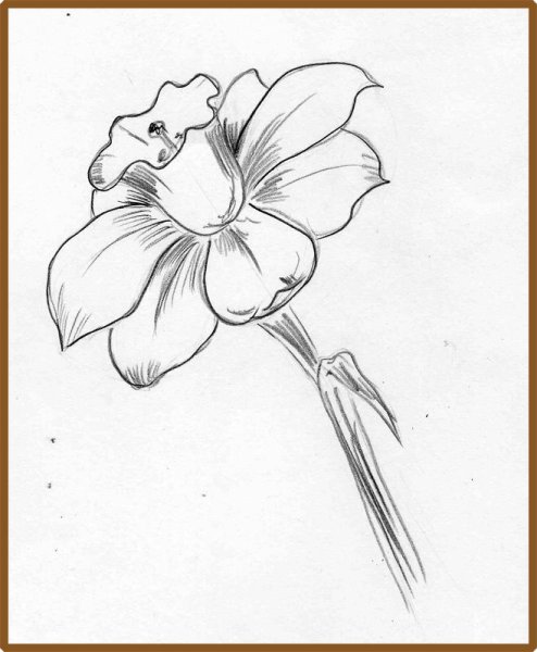 Нарцисс Ботанический скетч