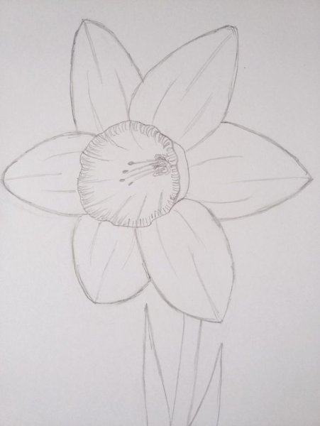 Нарцисс Ботанический скетч