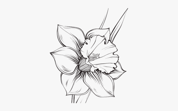 Нарцисс карандашом