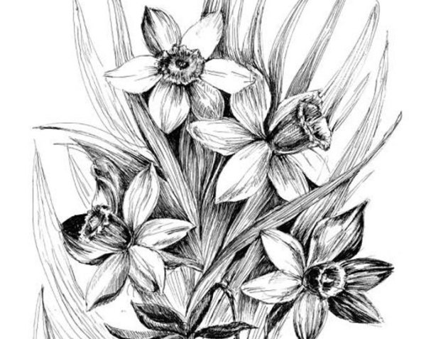 Поэтапное рисование нарцисса