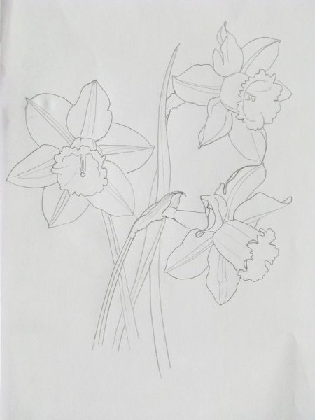 Нарцисс (растение)