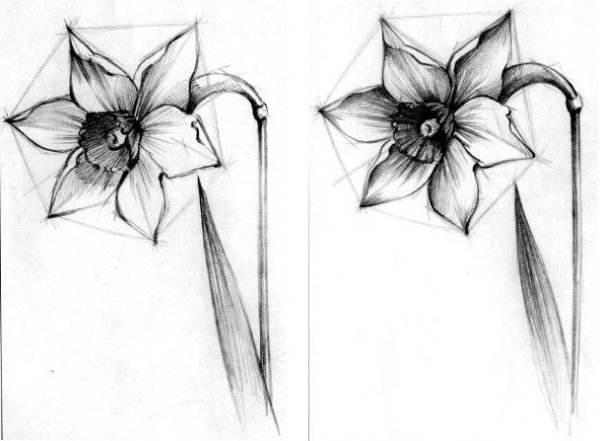 Нарцисс эскиз тату