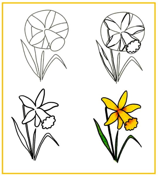 Нарцисс карандашом