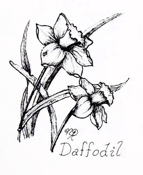 Нарцисс раскраска