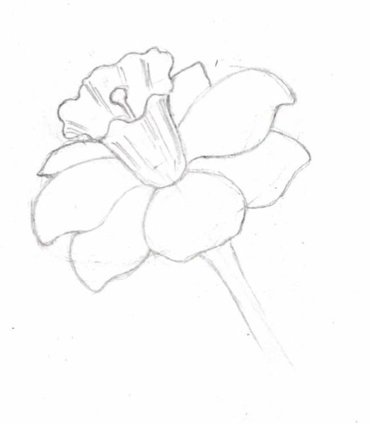 Нарцисс карандашом