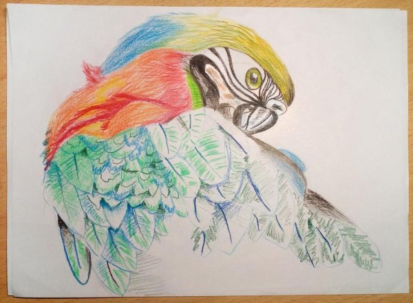 Рисуем попугая цветными карандашами