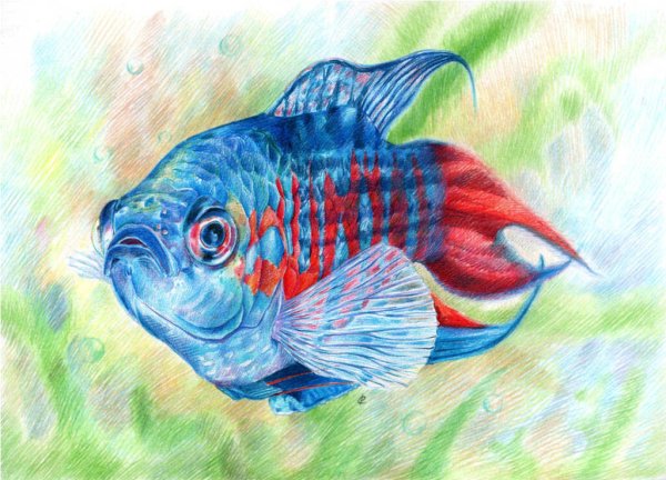 Рисунки цветными карандашами