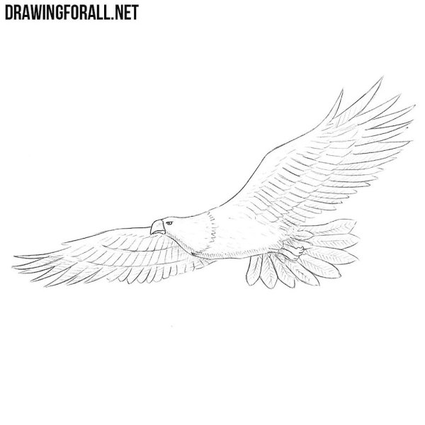 Орел в полете рисунок