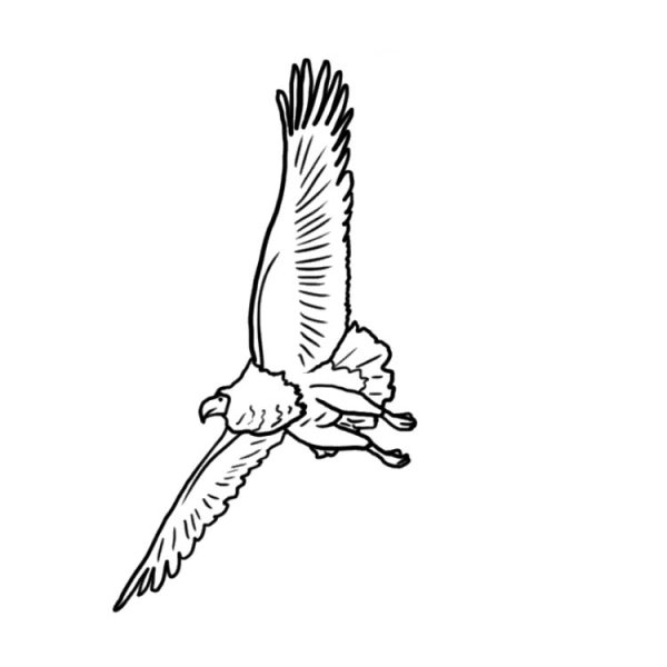 Орёл в полете карандашом легко