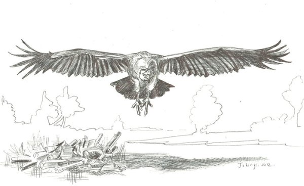 Орёл в полёте карандашом