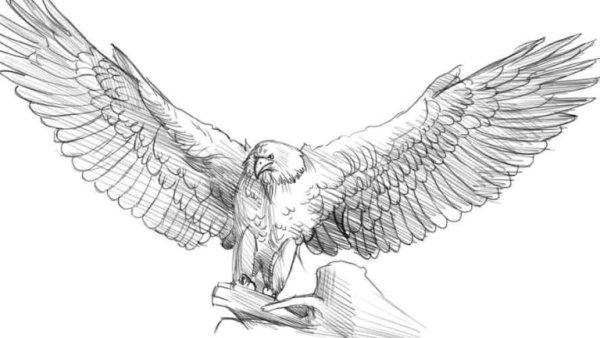 Рисунок орла карандашом для срисовки