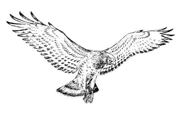 Сокол эскиз