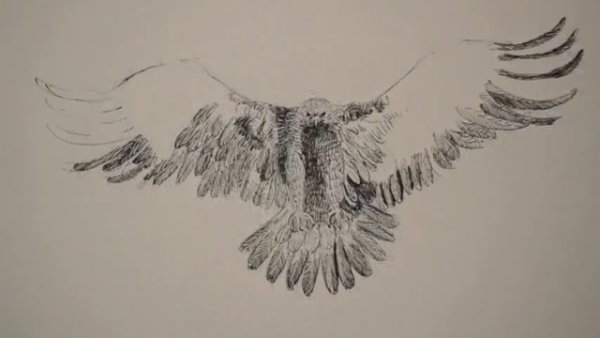 Орел в небе карандашом