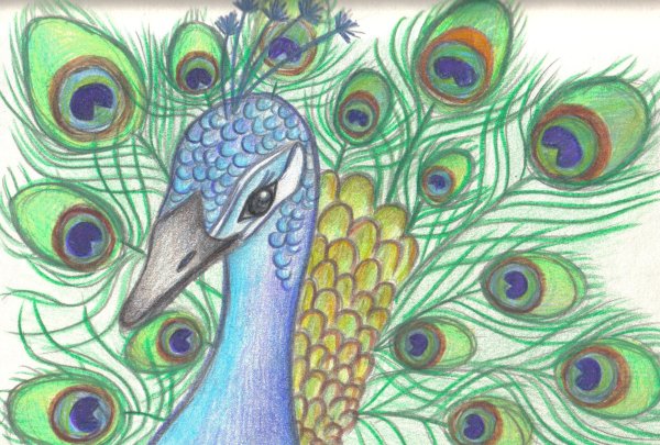 Рисунки для срисовки Павлин