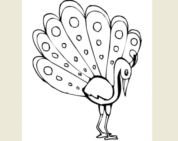 Рисунок павлина карандашом