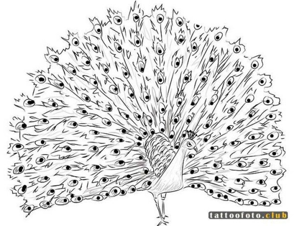 Павлин раскраска для детей 4-5 лет