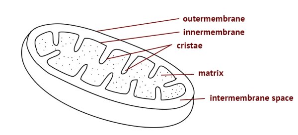 Митохондрии строение черно белое