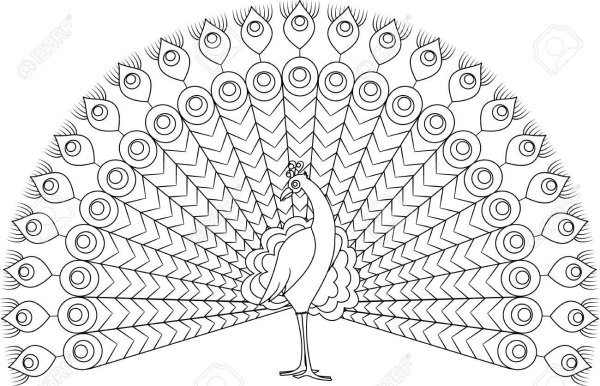 Птица Павлин