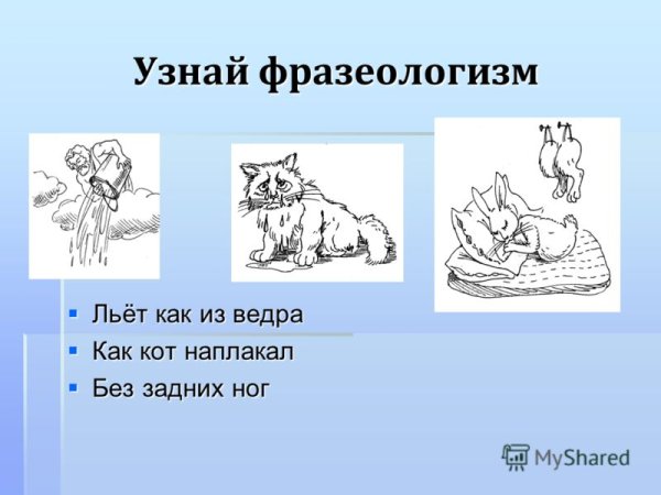 Кот наплакал