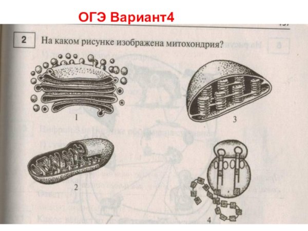 Строение митохондрии ЕГЭ