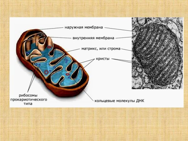 Строма митохондрии