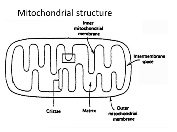 Строение митохондрии ЕГЭ