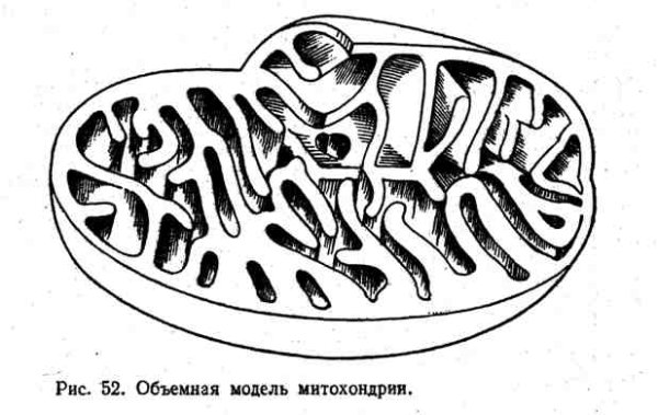 ЭПС митохондрии