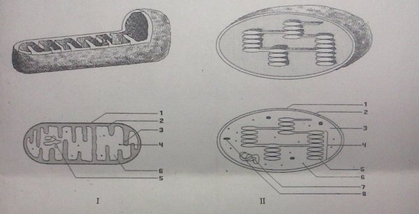 Митохондрия без подписей