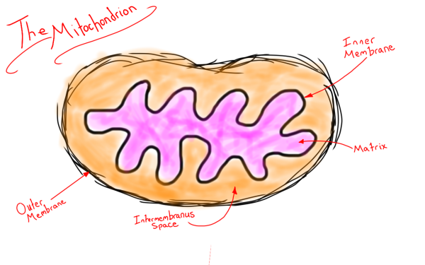 Митохондрии рисунок