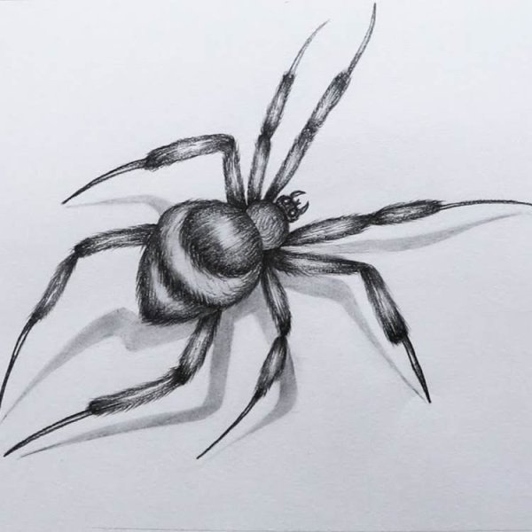 Паук рисунок