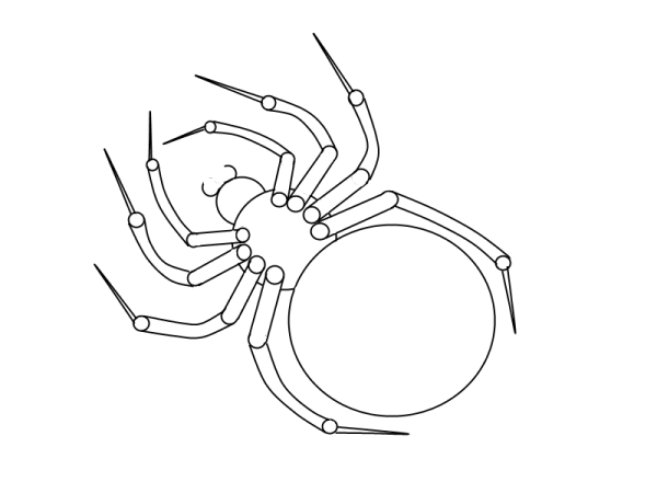 Паук Графика
