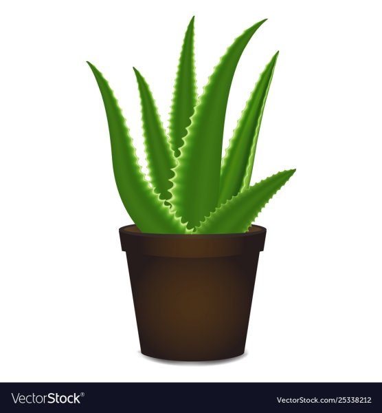 Раскраска комнатные растения алоэ