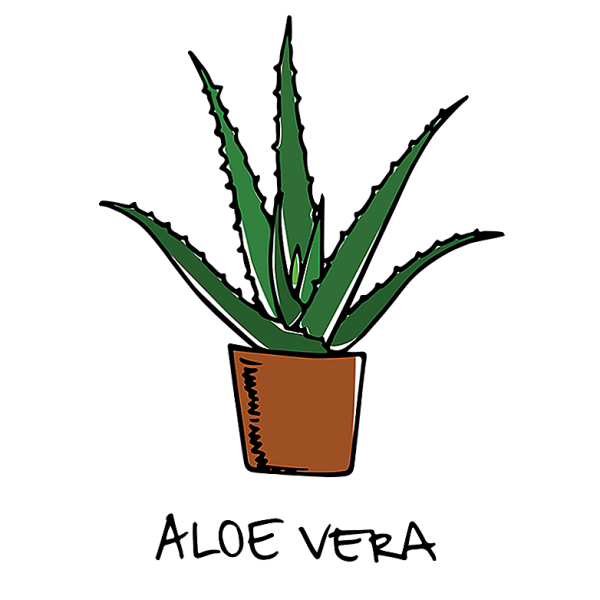 Раскраска комнатные растения алоэ