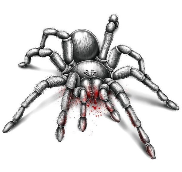 Паук схематично рисунок