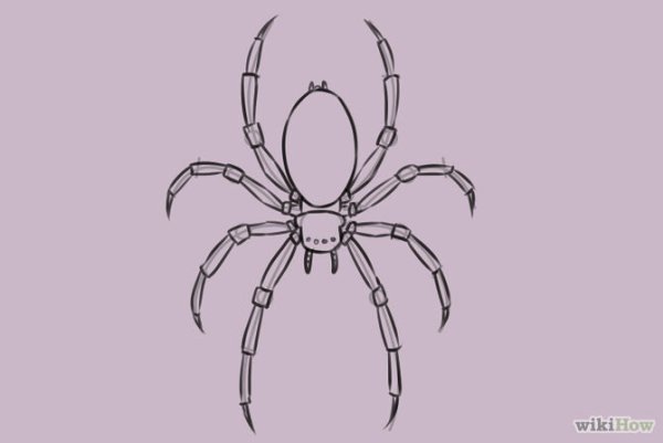 Тарантул карандашом