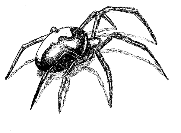 Как нарисовать паука карандашом поэтапно