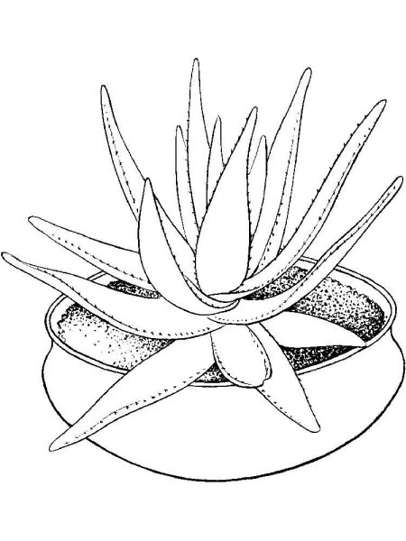 Рисунок алоэ в горшке