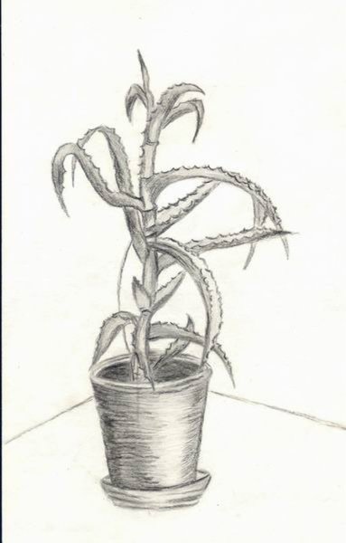 Алоэ раскраска для детей