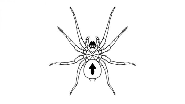 Паук карандашом