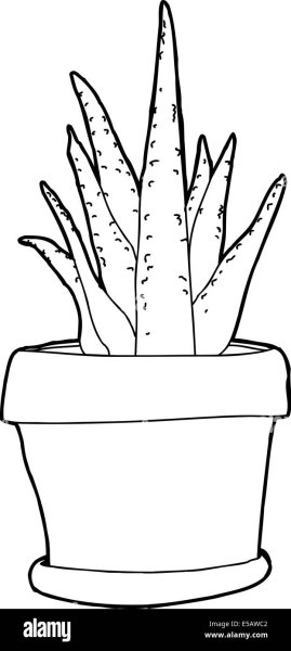 Нарисовать алоэ