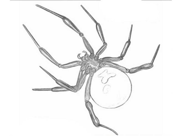Паук для срисовки карандашом