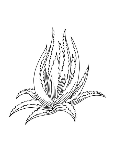 Алоэ контурный рисунок