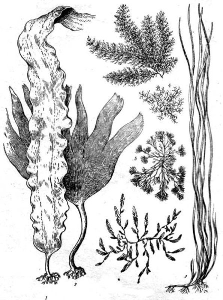 Ламинария пальчаторассеченная